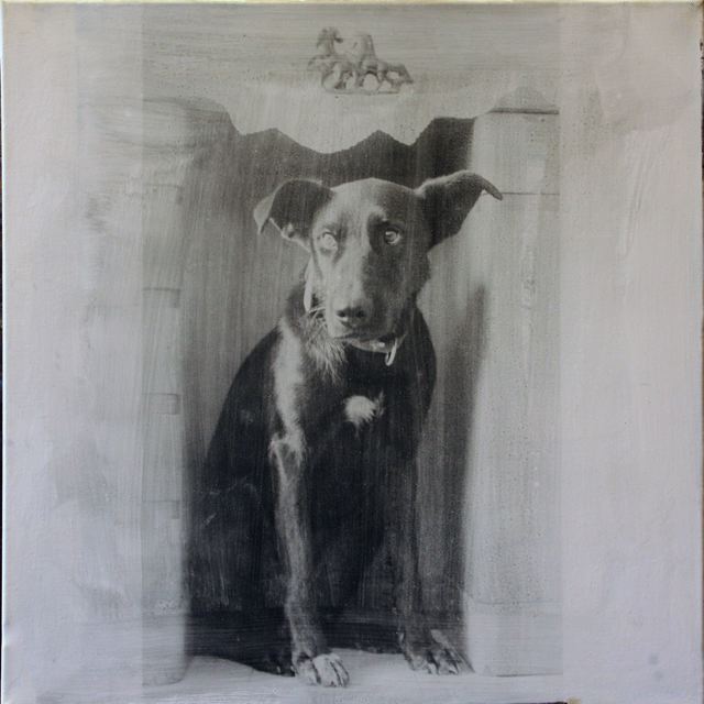 kutya50x50-small.jpg
